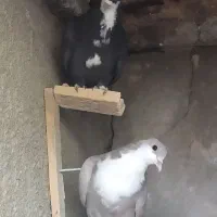 کبوتر رسمی|پرنده|بافت, |دیوار