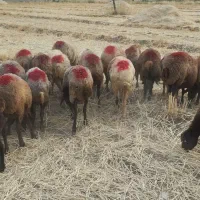 میش شیشک  افشاری گوسفند گاو یا گوساله نر