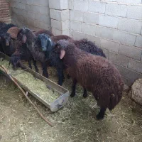 بره نر های شیری