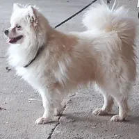 بچه سگ پامرانین عکس بزرگی پدر بچه سگ است|سگ|اردکان, |دیوار