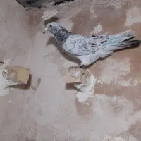 پشتی|پرنده|تربت جام, حافظ|دیوار