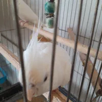 عروس هلندی البینو|پرنده|نوشهر, |دیوار