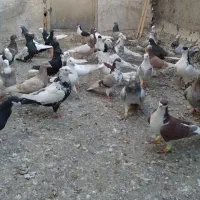 کفتر رنگی ۷۰ تا یکجا|پرنده|کرج, عظیمیه|دیوار