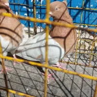 کله زرد|پرنده|قزوین, |دیوار