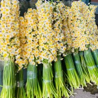 فروش گل طبیعی ارگانیک تازه(فعلاًنرگس شیراز موجود)|گل و گیاه طبیعی|ایرانشهر, |دیوار