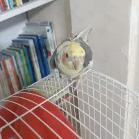 عروس نر ابلق|پرنده|کرج, حیدرآباد|دیوار