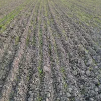 زمین اجاره چهار هکتار است