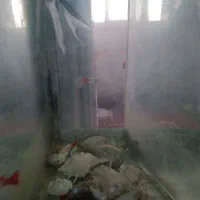 گو پی درجه یک