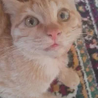 گربه|گربه|بیرجند, |دیوار