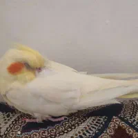 عروس هلندی گمشده|پرنده|کوهدشت, |دیوار
