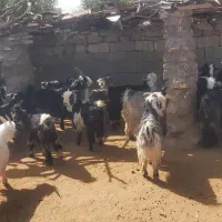 26راس بیگ دو میش دو بره یه بز و بیگ