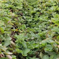 نهال کاماروس و سابرینا|خدمات باغبانی و درختکاری|بهشهر, |دیوار