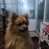 پامر روباهی ماده|سگ|صحنه, |دیوار