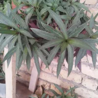 گل طبیعی|گل و گیاه طبیعی|لردگان, |دیوار