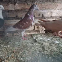 کبوتر|پرنده|شوشتر, |دیوار