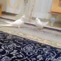 عروس دستی نرماده سخنگو