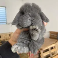 خرگوش ایتالیایی عروسکی|موش و خرگوش|اهواز, گلستان|دیوار