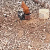 فروشی|حیوانات مزرعه|آذرشهر, |دیوار