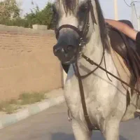 نریان دوسر وارداتی