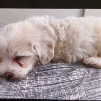 توله سگ|سگ|تهران, تهرانپارس شرقی|دیوار