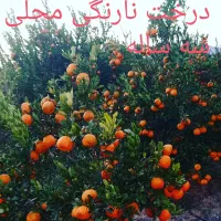 فروش انواع نهال مرکبات از تولید کننده