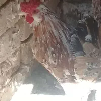 خروس گلین|حیوانات مزرعه|قم, ولیعصر|دیوار