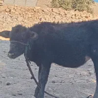 گاو و گوساله