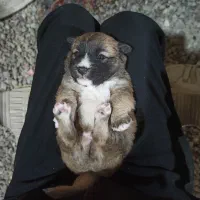 واگذاری ایشبیتز و پامر