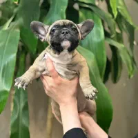 سگ فرنچ بولداگ|سگ|تهران, سهروردی|دیوار