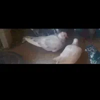 گم شده کفتر