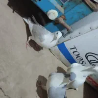 چهار عدد کبوتر پرشی
