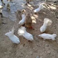 کبوتر دم چتری|پرنده|لردگان, |دیوار