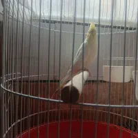 عروس هلندی لیتونی|پرنده|نجف‌آباد, یزدانشهر|دیوار