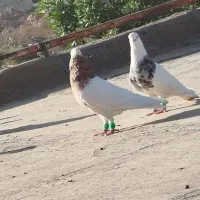 کبوتر طوقی هفت رنگ نر|پرنده|اهواز, کوی باهنر|دیوار