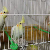 عروس هلندی جوجه ۵۰روزه لوتینو چشم شرابی