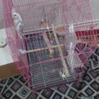 عروس هلندی وکوتوله برزیلی هشترود