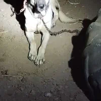 ماده سگ سرابی|سگ|پارس‌آباد, |دیوار