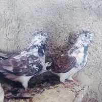 تعدادی کبوتر تکپر|پرنده|انبارآلوم, |دیوار