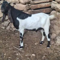 تیشتر نر اصلی|حیوانات مزرعه|مسجد سلیمان, |دیوار