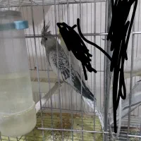 دو عدد عروس نرو ماده