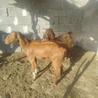 بز گیسه|حیوانات مزرعه|جیرفت, |دیوار