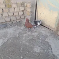 کفتر غریب گیر