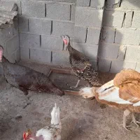 بوقلمون