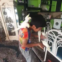 ۵ عدد عروس ۵۰ روزه دستی