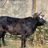 گاو لیشه ۷ ماه شکم تضمینی|حیوانات مزرعه|رشت, استادسرا|دیوار