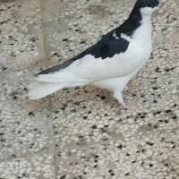 کبوتر نهبندان