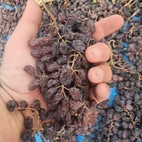 کشمش آفتابی پاک شده  کارتنی ۹ کیلویی|عمده‌فروشی|تاکستان, |دیوار