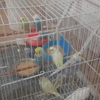 مرغ عشق|پرنده|نیشابور, محله میدان باغات|دیوار