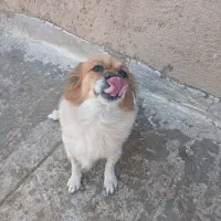 سگ پاکوتاه آپارتمانی ماده باردار