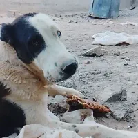 شاه توله